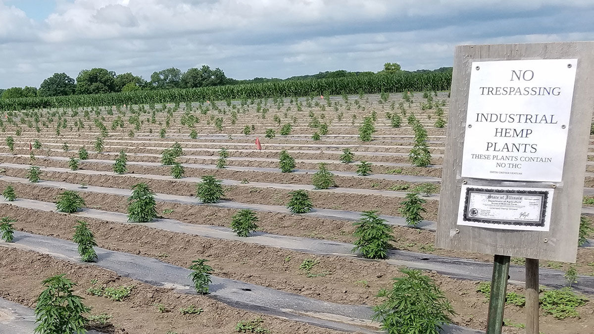 Industrial hemp